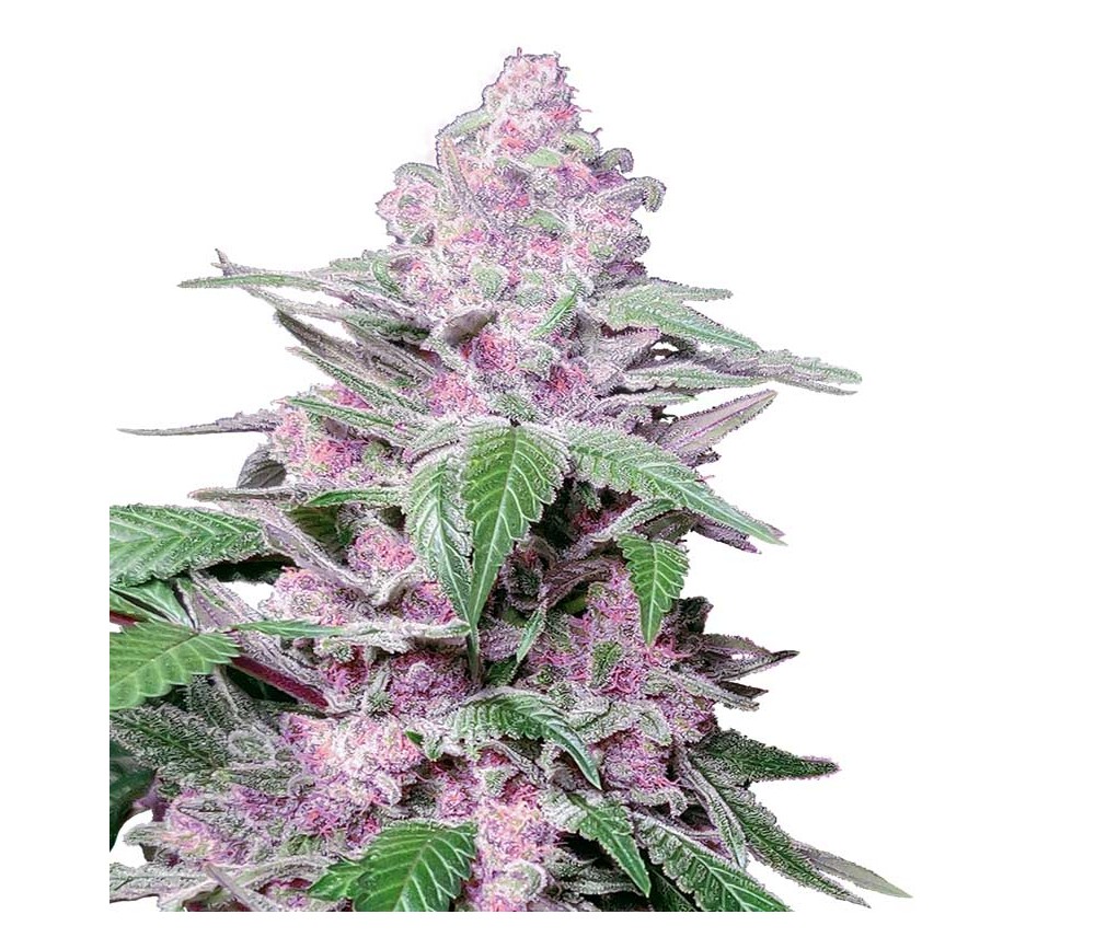 Purple Cookies Kush de Sensi Seeds