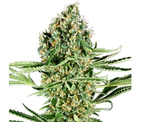 Critical Runtz de Sensi Seeds