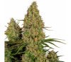 Sticky Orange XXL Auto de Sensi Seeds