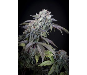 Gulupa de Paradise Seeds