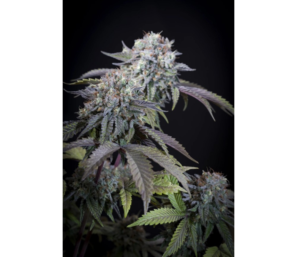 Gulupa de Paradise Seeds