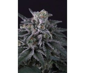 Gulupa de Paradise Seeds