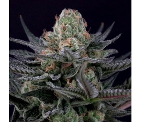 Caramba de Paradise Seeds