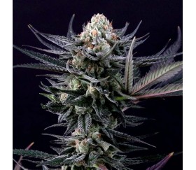 Caramba de Paradise Seeds