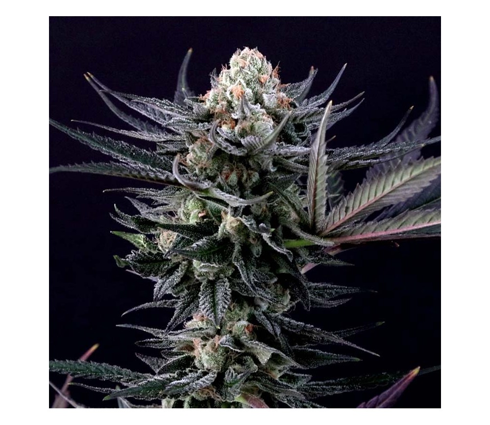 Caramba de Paradise Seeds