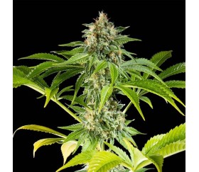 Da Critical de Philosopher Seeds