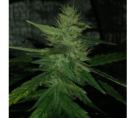 Auto Gorilla Cream de Mr Hide Seeds