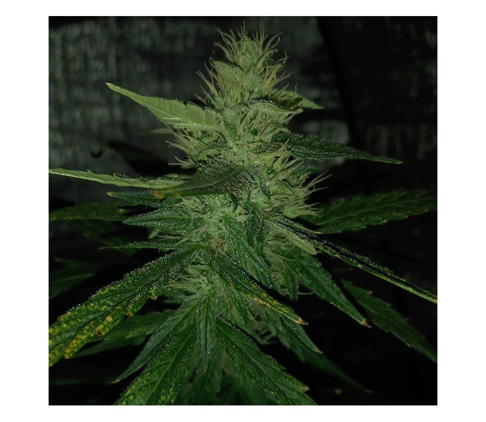 Auto Gorilla Cream de Mr Hide Seeds