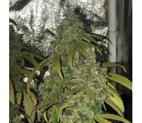 Green Crack 2.0 de Humboldt Seeds Organization