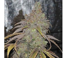 Green Crack 2.0 de Humboldt Seeds Organization