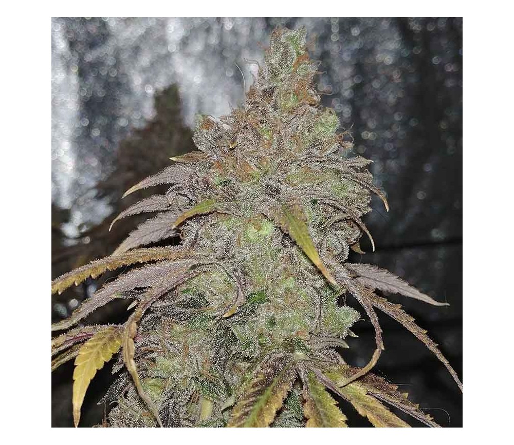 Green Crack 2.0 de Humboldt Seeds Organization