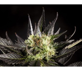 Diesel Tangie de Philosopher Seeds