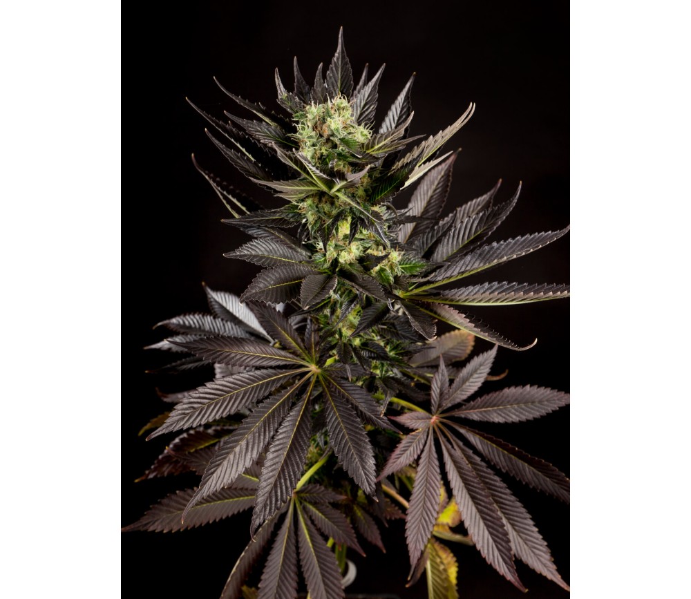 Diesel Tangie de Philosopher Seeds