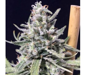 Thunderstorm Auto de R-Kiem Seeds