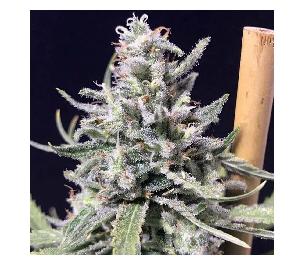 Thunderstorm Auto de R-Kiem Seeds