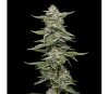 Garlic Budder de Humboldt Seed Company