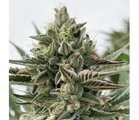 Humboldt Pound Cake de Humboldt Seed Company