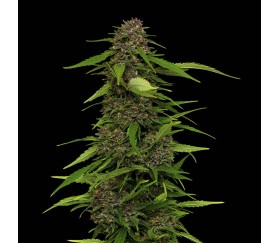 Squirt de Humboldt Seed Company