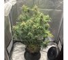 Chunkadelic Auto de Humboldt Seed Company