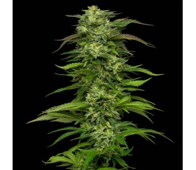 Dream Queen Auto de Humboldt Seed Company