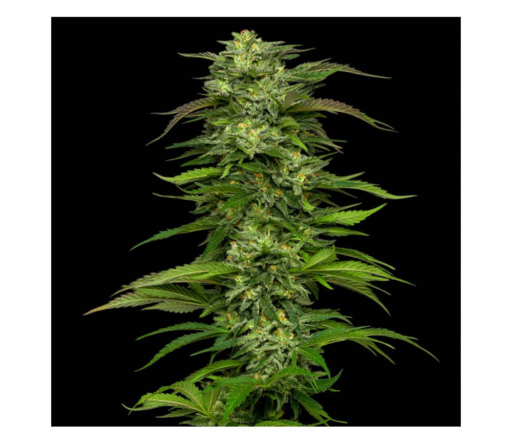 Dream Queen Auto de Humboldt Seed Company