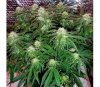 Dream Queen Auto de Humboldt Seed Company