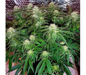 Dream Queen Auto de Humboldt Seed Company