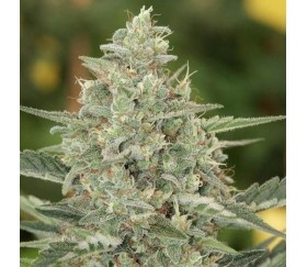 Fastberry de Mandala Seeds