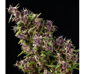 Purple Paro Valley de Mandala Seeds