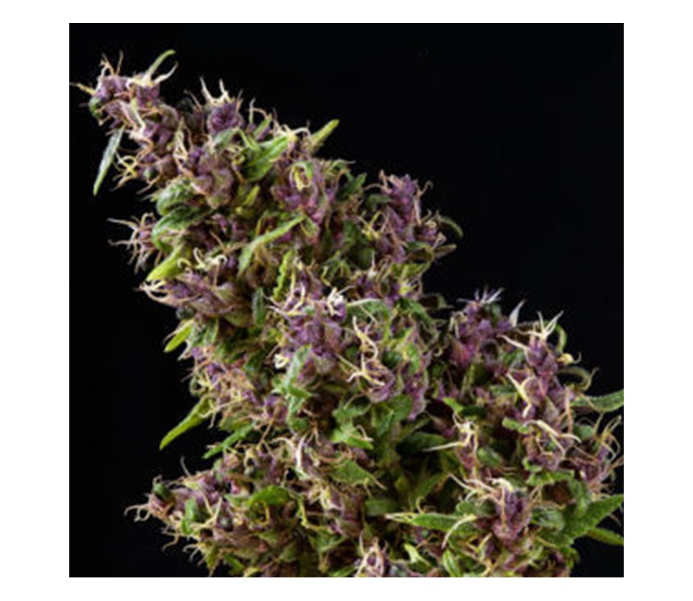 Purple Paro Valley de Mandala Seeds