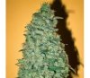 California Dream de Mandala Seeds