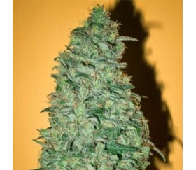 California Dream de Mandala Seeds