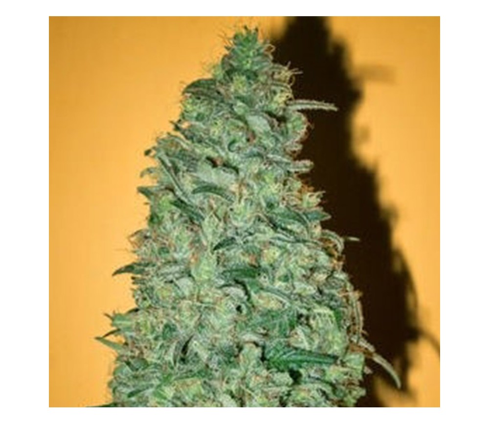 California Dream de Mandala Seeds