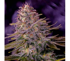 American Purple de Positronics Seeds