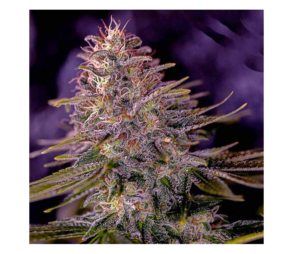 American Purple de Positronics Seeds