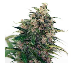 Somango 47 Auto de Positronics Seeds