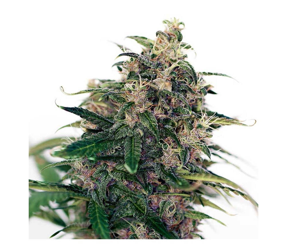 Somango 47 Auto de Positronics Seeds