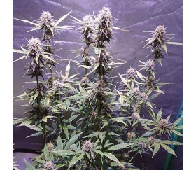 Somango 47 Auto de Positronics Seeds