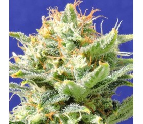 Auto Super Skunk de Original Sensible Seeds