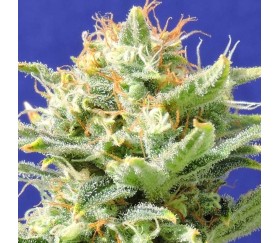 Auto Super Skunk par Original Sensible Seeds