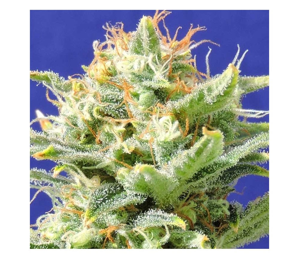 Auto Super Skunk de Original Sensible Seeds