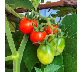 Semillas hortícolas y aromáticas