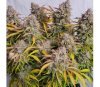 Emerald Fire Auto OG de Humboldt Seed Company