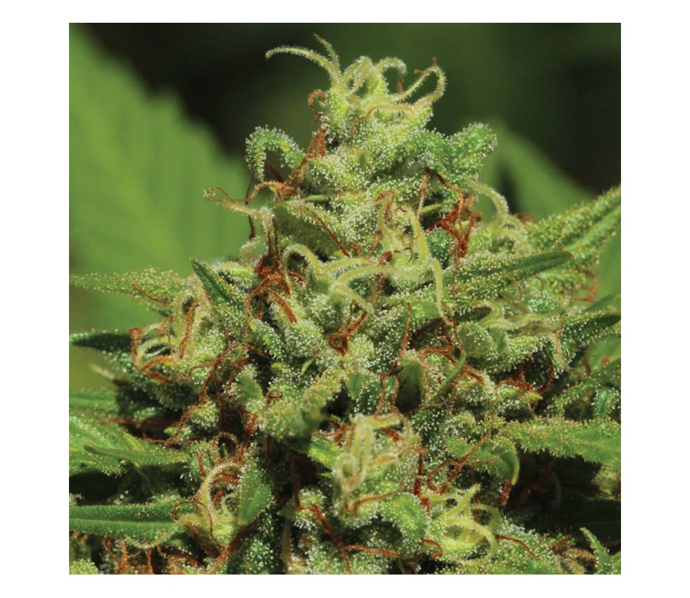 Emerald Fire Auto OG de Humboldt Seed Company