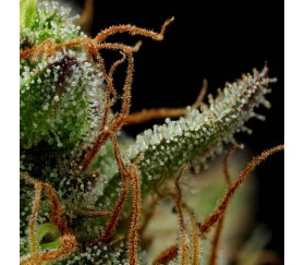 Strawberry Cheesecake Auto de Humboldt Seed Company