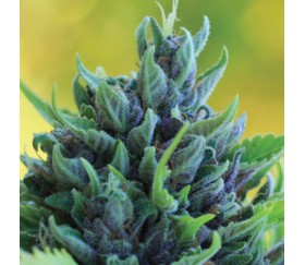 Humboldt Dream Auto de Humboldt Seeds Company