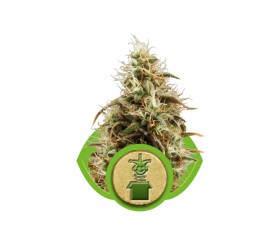 Royal Jack Automatic de Royal Queen Seeds