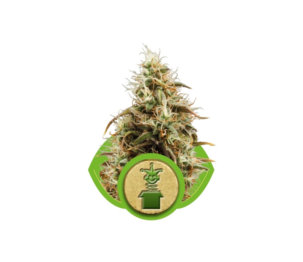 Royal Jack Automatic de Royal Queen Seeds