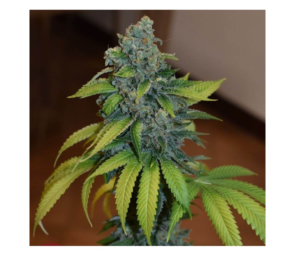 Zkittlez de Medical Seeds