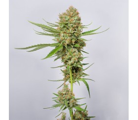 Green Crack de SeedStockers